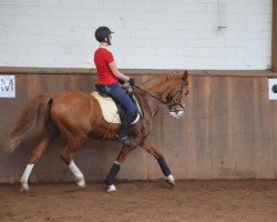 dressage horse Donar du Bois (Dutch Pony m.arab.Blutant., 2006, from Di Caprio du Bois)