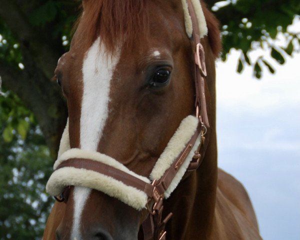 jumper Diavolo (Hessian Warmblood, 2001, from Dartagnan)