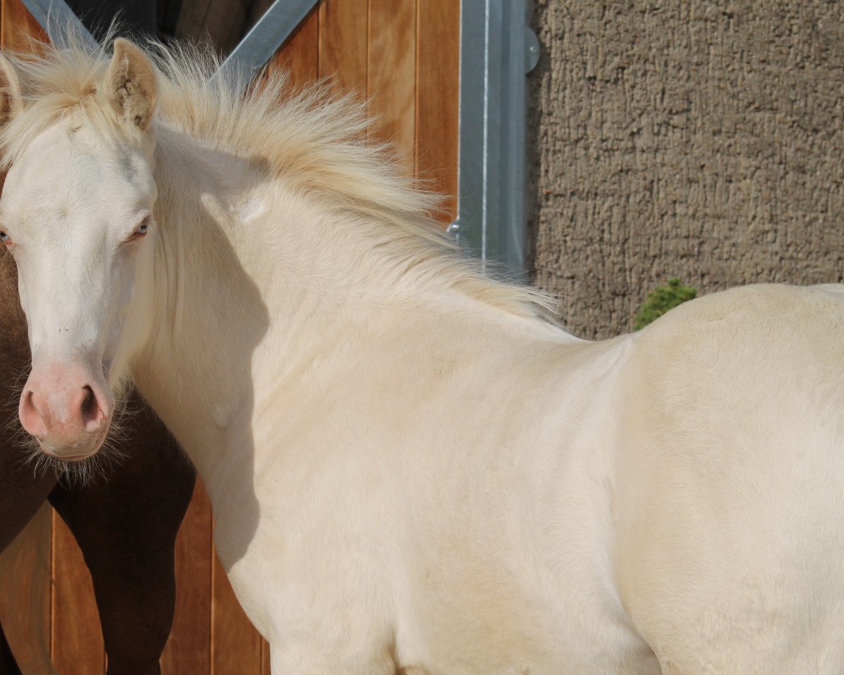 Deckhengst Anima Danbey (Welsh-Cob (Sek. D), 2020, von Horeb JD)
