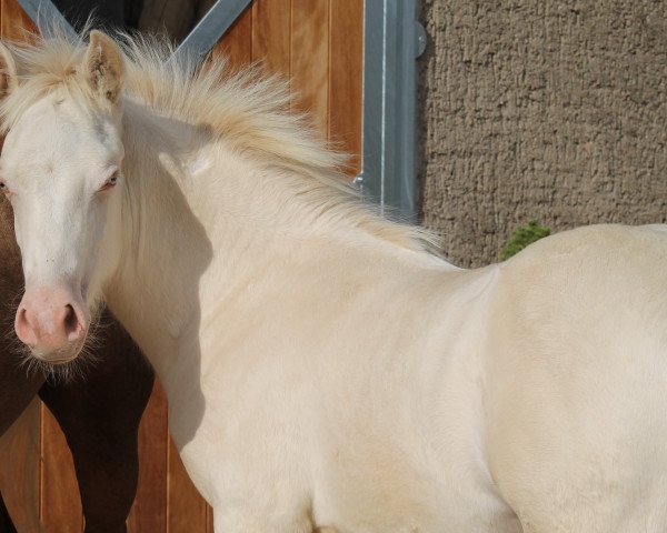 Deckhengst Anima Danbey (Welsh-Cob (Sek. D), 2020, von Horeb JD)