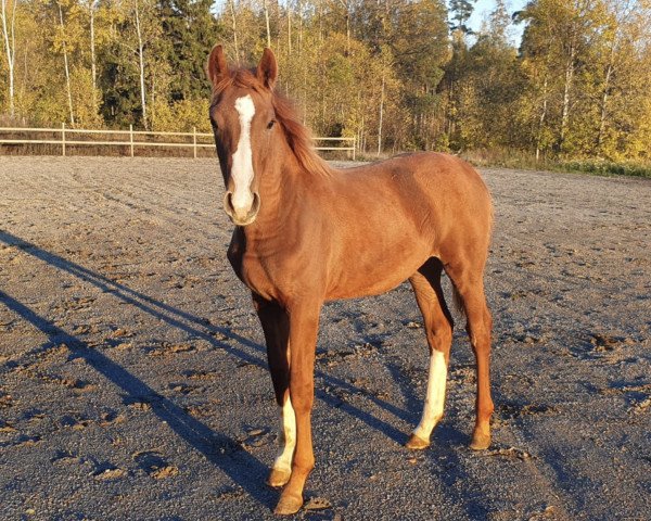 horse De Camille (Swedish Warmblood, 2020, from Cabachon)