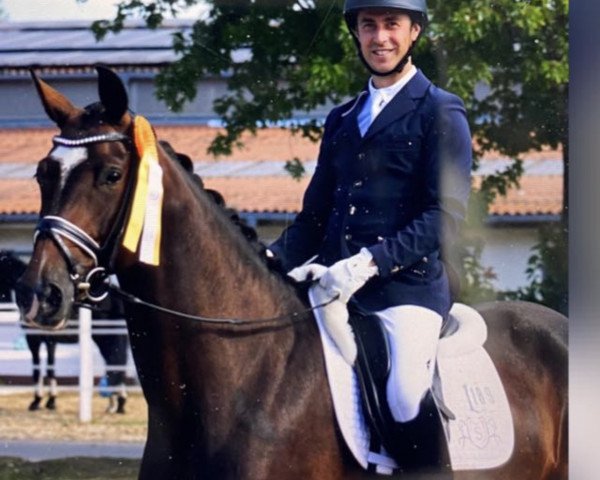 broodmare Katilinda von Bellin (KWPN (Royal Dutch Sporthorse), 2015, from Ampère)