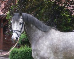 jumper Lexington 58 (Oldenburg, 2006, from Lordanos)