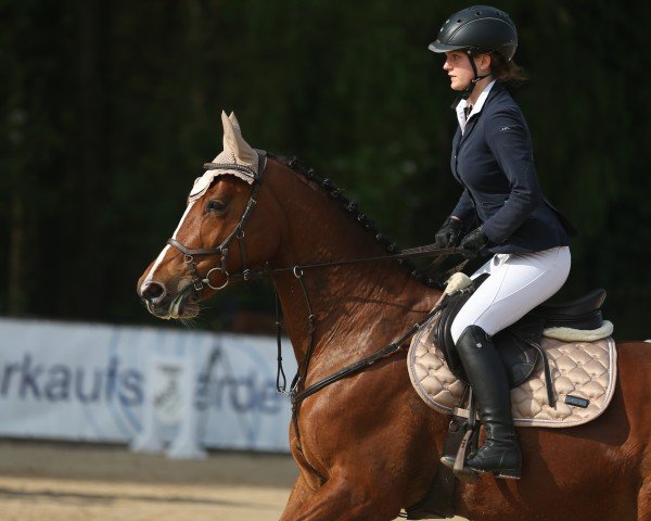 Jumper Qwerdy (Belgian Warmblood, 2016, from Verdi)