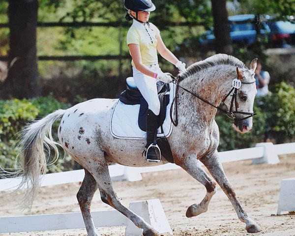 dressage horse Murphy (German Riding Pony, 2013, from Mentano K)