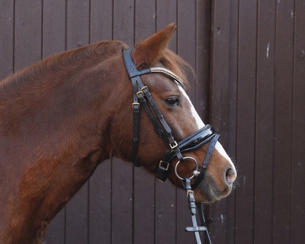 horse Piccolina (German Riding Pony, 2006, from Nitendo)