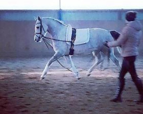horse Steverheides Djamila (German Riding Pony,  , from Dressman IV)
