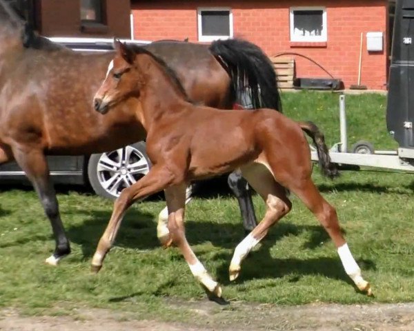 horse Florejano (Hanoverian, 2020, from Fuechtels Floriscount OLD)