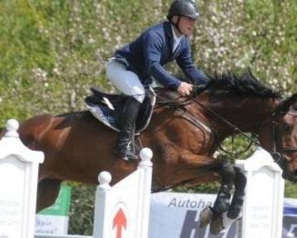 Springpferd Quintakko (Hannoveraner, 2009, von Quintender 2)