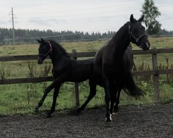 horse Coupe de Foudre (Swedish Warmblood, 2020, from Coupe de Coeur 2)