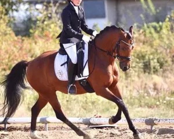 dressage horse Chuck Charmeur (German Riding Pony, 2011, from Charivari)