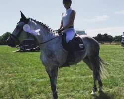 jumper Cortina 244 (Hanoverian, 2013, from Clinton I)