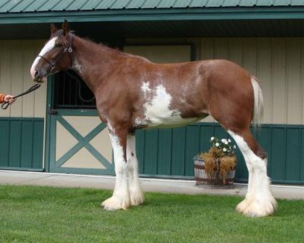 Pferd Prince Charlie's Siouxsie Sioux of Classic City (Clydesdale, 2014, von Middlebank Prince Charlie)