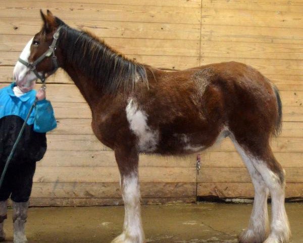 horse Shining Meadows Russell (Clydesdale, 2016, from Maplewood Danielle's Lucas)