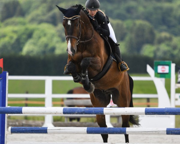 Springpferd Futjes Z (Zangersheide Reitpferd, 2015, von Freeman VDL)