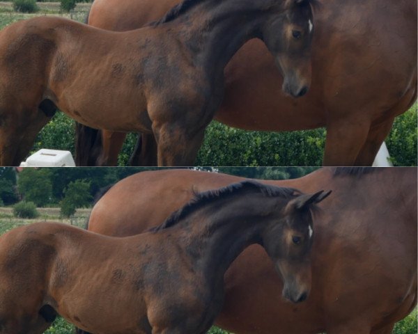 horse Le Domino Unique (Oldenburg, 2020, from Le Vivaldi)
