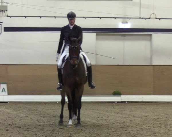 dressage horse Quibelle 12 (Oldenburg, 2008, from Quaterback)