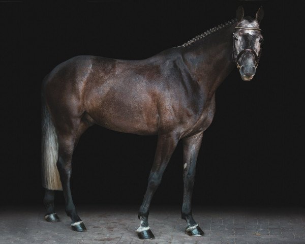 Springpferd Cabido VA (Holsteiner, 2015, von Calibat)