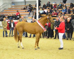 stallion Willingapark Fangio (Oldenburg, 2015, from Flanell)
