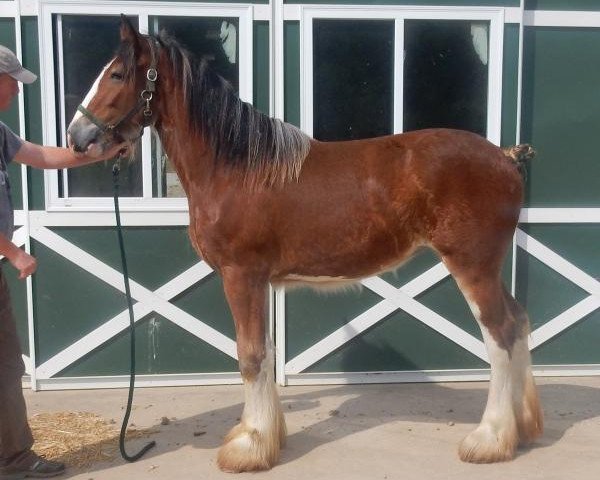 horse Shining Meadows Gwendolyn (Clydesdale, 2017, from Maplewood Danielle's Lucas)