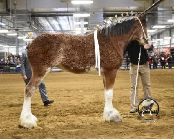 horse Shining Meadows Gabrielle (Clydesdale, 2016, from Maplewood Danielle's Lucas)