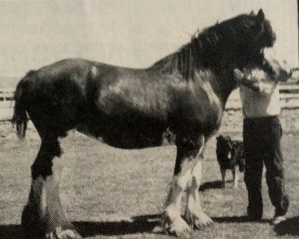 Zuchtstute Sharon of Triad (Clydesdale, 1978, von Belleau Master Joe)