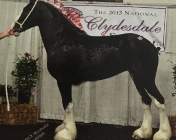 Yegua de cría Shady Maple's Peggi-Ann (Clydesdale, 2010, de Dew Ridge Patrick of Time)