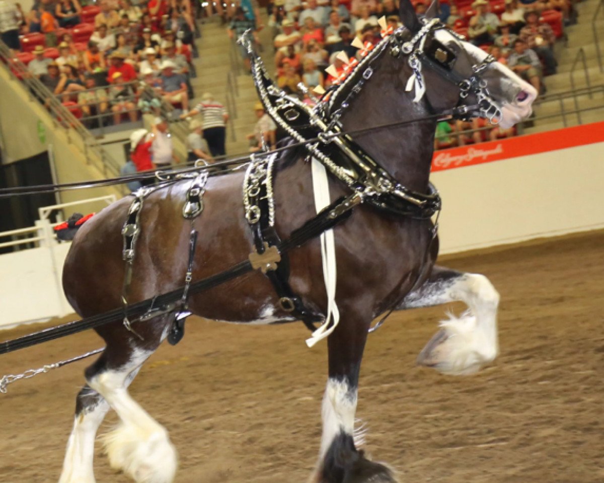 Caballo Shady Maple Mitzi (Clydesdale, 2012, de Dew Ridge Patrick of Time)