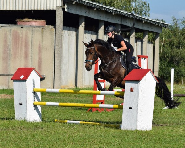 dressage horse Carlotta 357 (Mecklenburg, 2014, from C-Mocca D'Or)