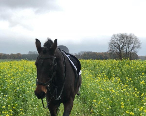 broodmare Pepsi (Latvian Warmblood, 2004, from Pedro) broodmare Pepsi (Latvian Warmblood, 2004, from Pedro)