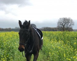 broodmare Pepsi (Latvian Warmblood, 2004, from Pedro)