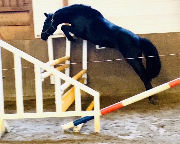 broodmare Kaylie ZD (Hanoverian, 2018, from Kannan)