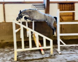 jumper Diamant de Chin Champ (Holsteiner, 2017, from Diamant de Semilly)