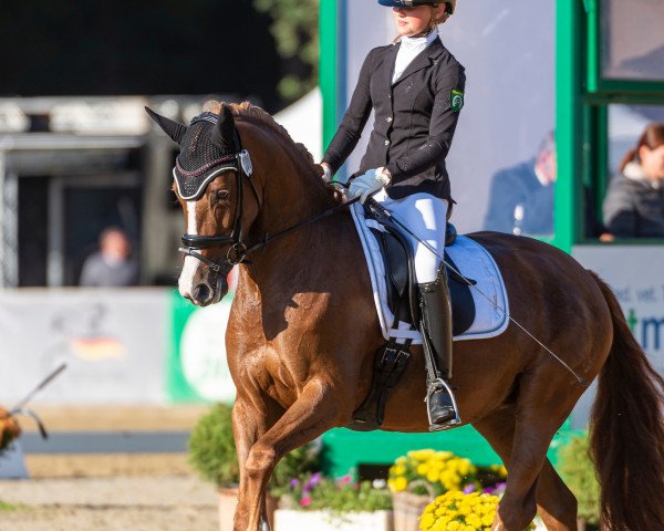 broodmare Aurelias Sonata WE (German Riding Pony, 2015, from Fs Numero Uno) broodmare Aurelias Sonata WE (German Riding Pony, 2015, from Fs Numero Uno)