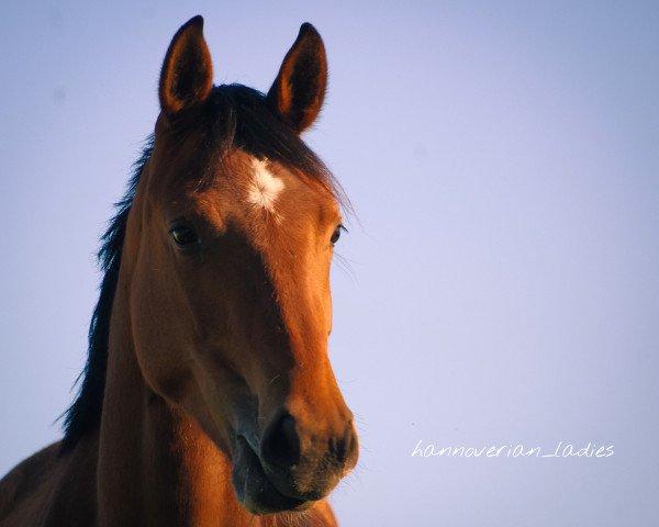 broodmare Bella Di Lailah (Hanoverian, 2018, from Callaho's Benicio)