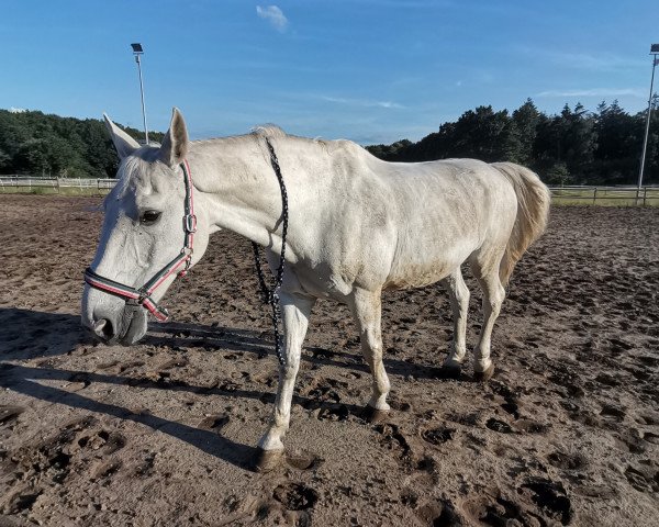 horse Asterix 290 (Hanoverian, 1995, from Athletico)