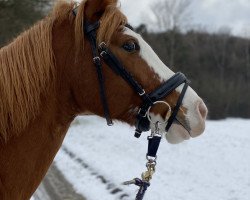 broodmare Miss Miracle 2 (German Riding Pony, 2012, from Mentano K)