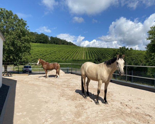horse JES Didgeridoo (German Riding Pony, 2014, from Don Dolino)