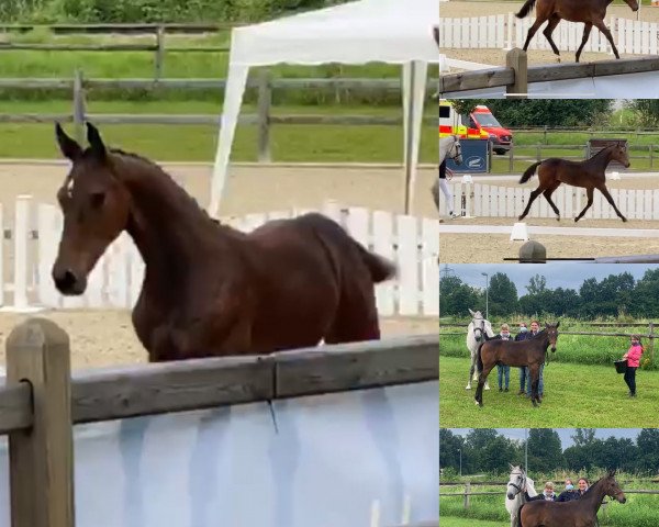horse Chaccomono (German Sport Horse, 2020, from Cullinan du Borget B)