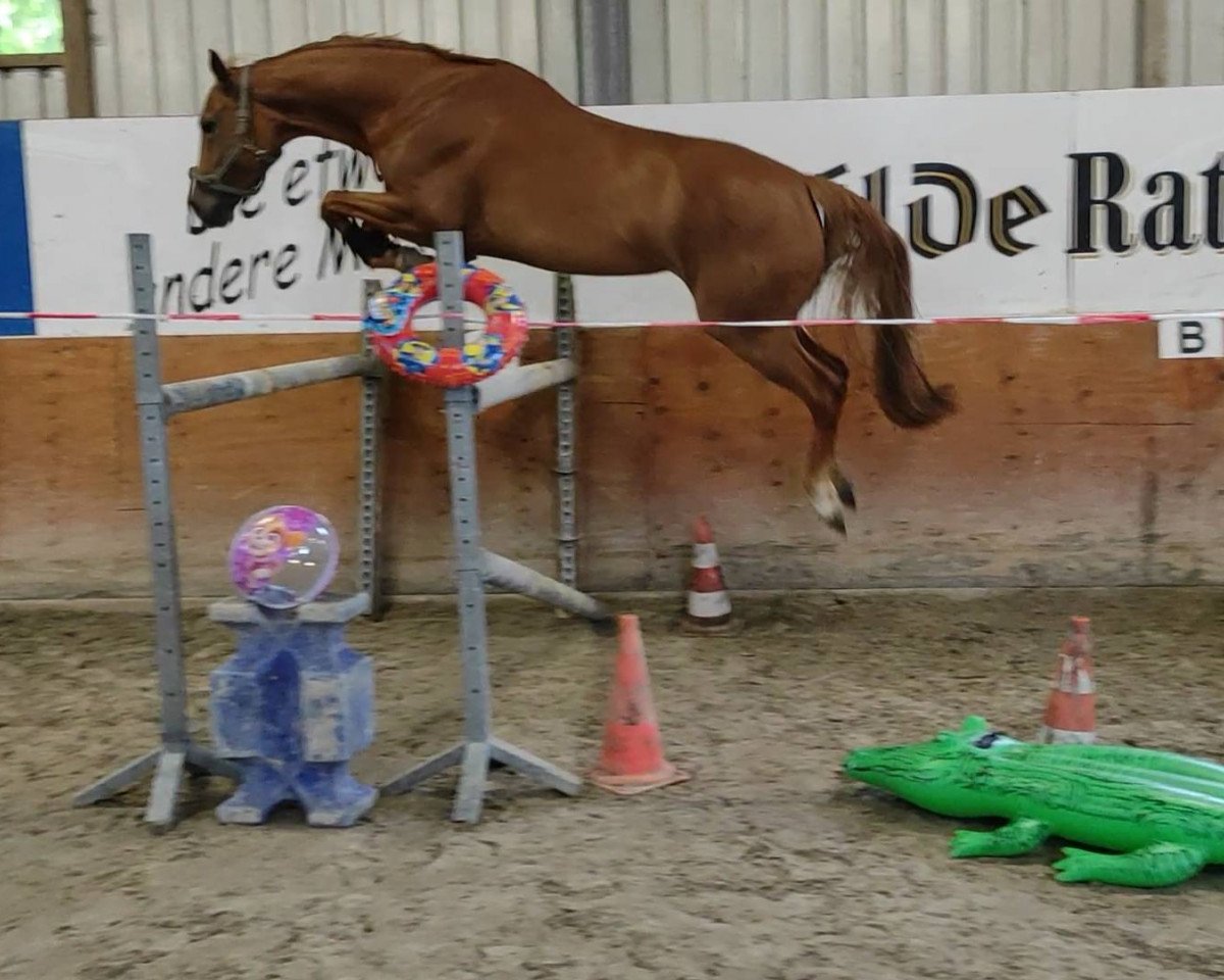 jumper Viala S (Hanoverian, 2013, from Van Helsing)