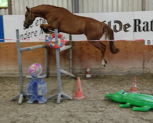Springpferd Viala S (Hannoveraner, 2013, von Van Helsing)