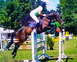 jumper Cristiano S (Oldenburg, 2012, from Contendro I)