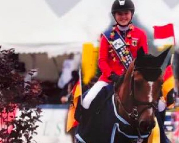 jumper Barry Brown Escaille (Belgian Warmblood, 2007, from Kashmir van't Schuttershof)