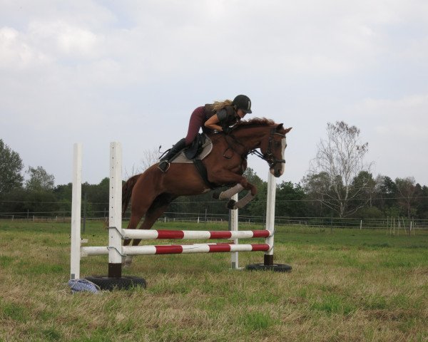 dressage horse Jokers Jappeloup (German Riding Pony, 2010, from Jokers Bester) dressage horse Jokers Jappeloup (German Riding Pony, 2010, from Jokers Bester)