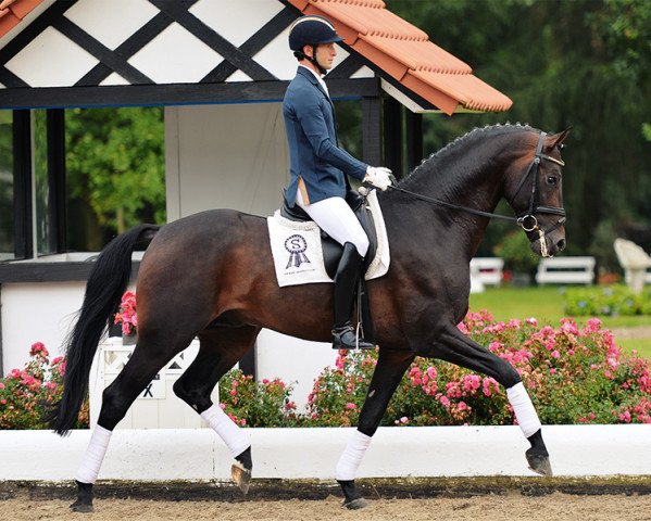 stallion Lord Schufro OLD (Oldenburg, 2010, from L'espoir) stallion Lord Schufro OLD (Oldenburg, 2010, from L'espoir)