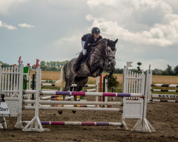 jumper Christalline (Oldenburg show jumper, 2013, from Cristallo II)