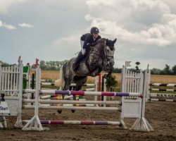jumper Christalline (Oldenburg show jumper, 2013, from Cristallo II)