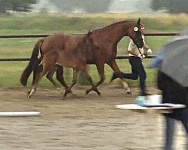 horse Ballak (Hanoverian,  , from Buckingham)