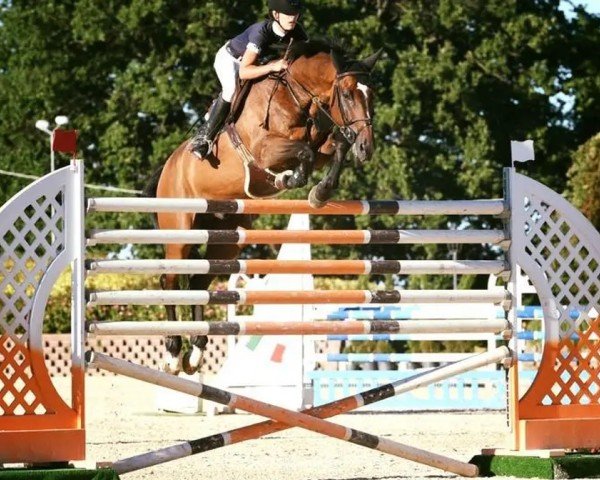 Avlshingst Question II (Oldenburger, 2004, fra Quidam's Rubin)