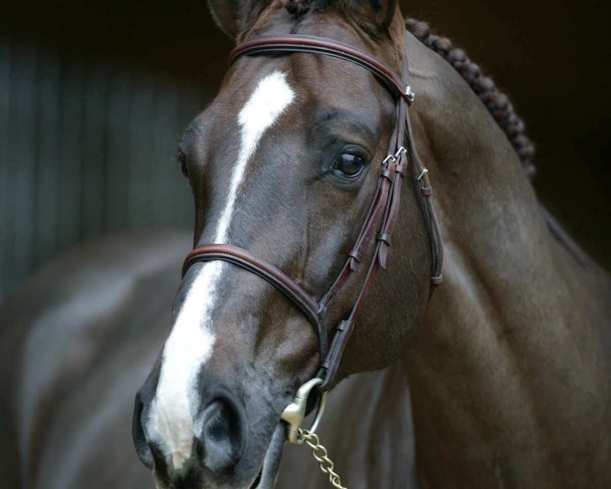 Deckhengst Jarnac (Selle Français, 1997, von Ryon d'Anzex AA)